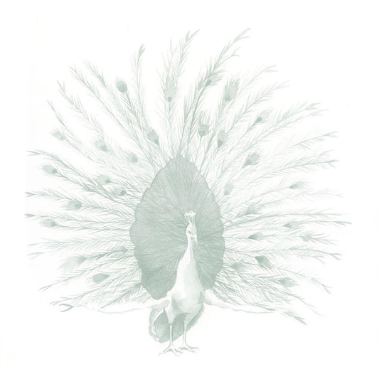 Image Only