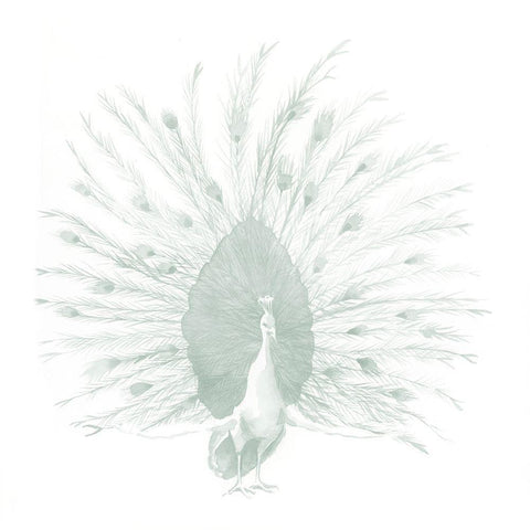 Sage Peacock I Black Modern Wood Framed Art Print with Double Matting by Popp, Grace