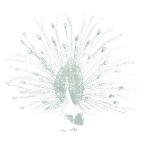 Sage Peacock II White Modern Wood Framed Art Print by Popp, Grace