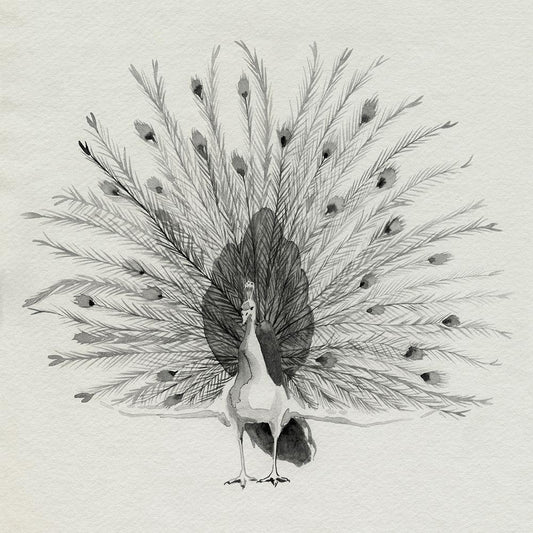 Image Only