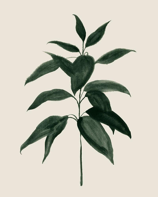 Image Only
