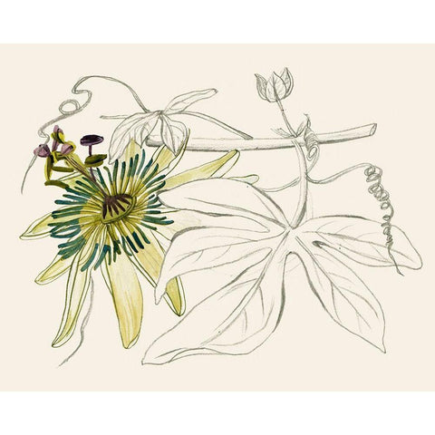 Passionflower I Black Modern Wood Framed Art Print with Double Matting by Wang, Melissa