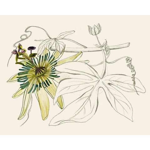 Passionflower I White Modern Wood Framed Art Print by Wang, Melissa