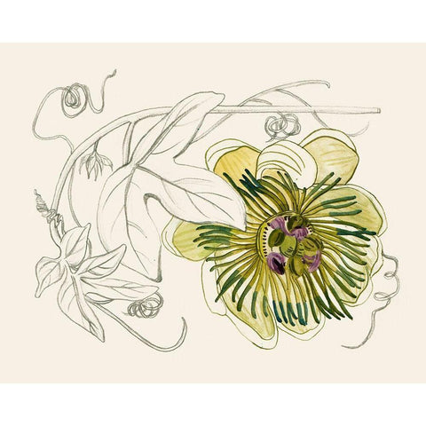 Passionflower II Black Modern Wood Framed Art Print with Double Matting by Wang, Melissa