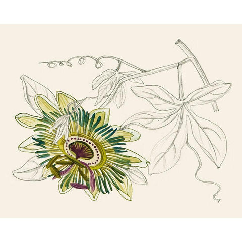 Passionflower III Black Modern Wood Framed Art Print with Double Matting by Wang, Melissa