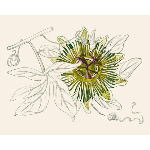 Passionflower IV Gold Ornate Wood Framed Art Print with Double Matting by Wang, Melissa