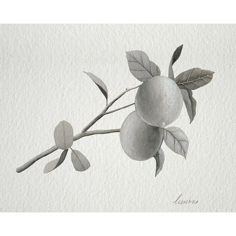 Limonero II White Modern Wood Framed Art Print by Popp, Grace