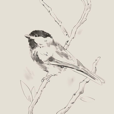Black Capped Chickadee II Black Modern Wood Framed Art Print with Double Matting by Green, Jacob