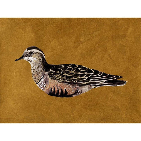 Feathered Friend I Black Modern Wood Framed Art Print with Double Matting by Wang, Melissa