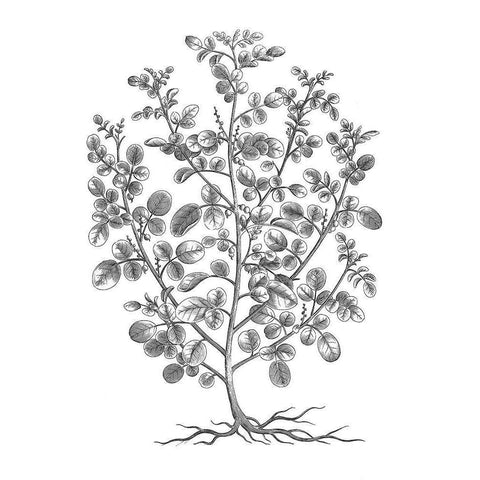 BAndW Plant Specimen I White Modern Wood Framed Art Print by Unknown