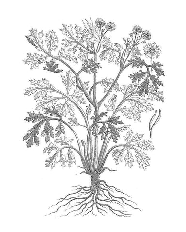 BAndW Plant Specimen II Black Ornate Wood Framed Art Print with Double Matting by Unknown