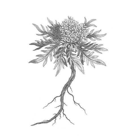 BAndW Plant Specimen III Black Modern Wood Framed Art Print with Double Matting by Unknown