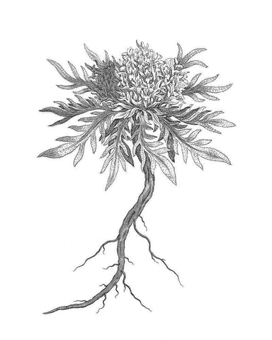 BAndW Plant Specimen III White Modern Wood Framed Art Print with Double Matting by Unknown