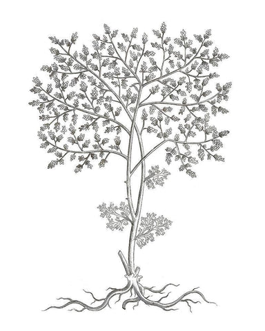 BAndW Plant Specimen IV Black Ornate Wood Framed Art Print with Double Matting by Unknown