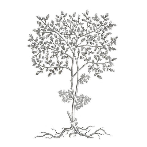 BAndW Plant Specimen IV Black Modern Wood Framed Art Print by Unknown