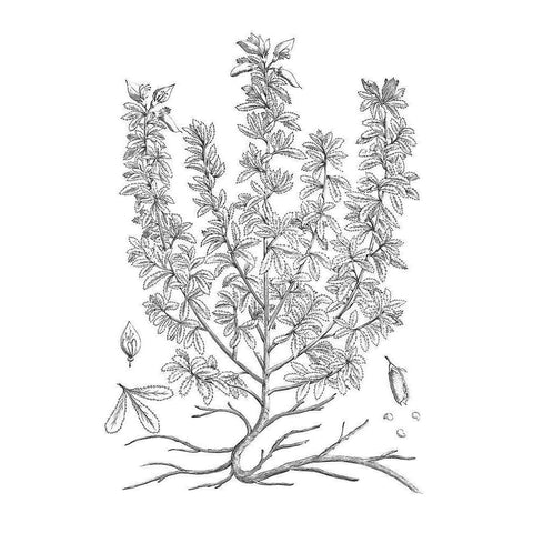 BAndW Plant Specimen V Black Modern Wood Framed Art Print with Double Matting by Unknown