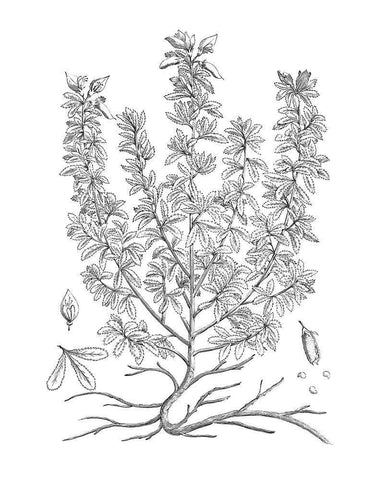 BAndW Plant Specimen V White Modern Wood Framed Art Print with Double Matting by Unknown