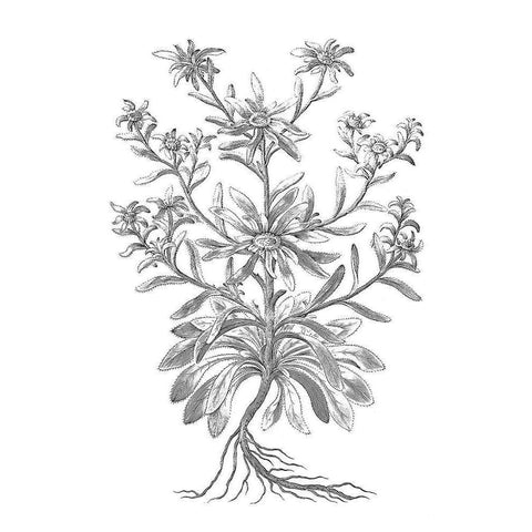 BAndW Plant Specimen VI Black Modern Wood Framed Art Print with Double Matting by Unknown