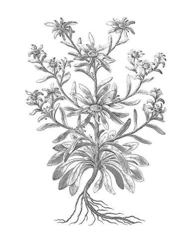 BAndW Plant Specimen VI Black Ornate Wood Framed Art Print with Double Matting by Unknown