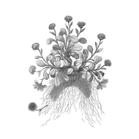 BAndW Plant Specimen VII White Modern Wood Framed Art Print by Unknown