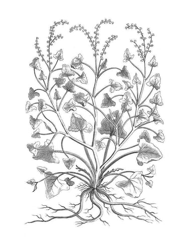 BAndW Plant Specimen VIII White Modern Wood Framed Art Print with Double Matting by Unknown