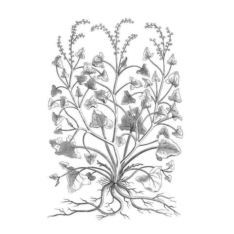 BAndW Plant Specimen VIII Black Modern Wood Framed Art Print with Double Matting by Unknown