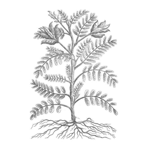 BAndW Plant Specimen IX White Modern Wood Framed Art Print by Unknown