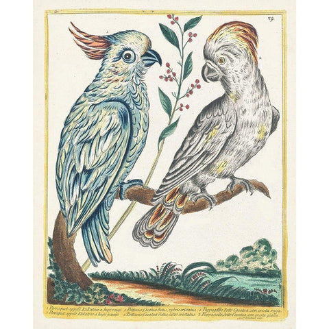 Pastel Birds I Black Modern Wood Framed Art Print with Double Matting by Unknown