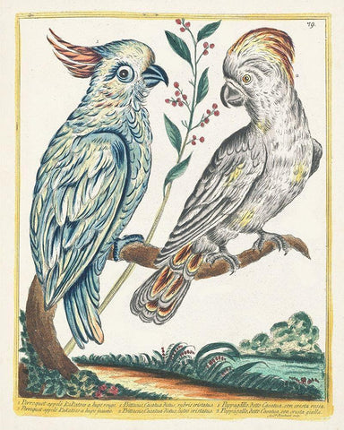 Pastel Birds I White Modern Wood Framed Art Print with Double Matting by Unknown