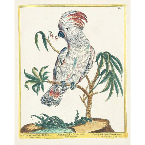 Pastel Birds II White Modern Wood Framed Art Print by Unknown