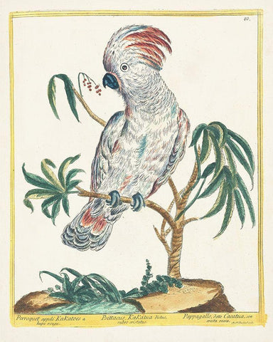 Pastel Birds II White Modern Wood Framed Art Print with Double Matting by Unknown