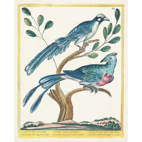 Pastel Birds VI Black Modern Wood Framed Art Print by Unknown