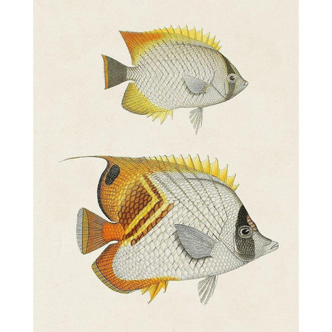 Yellow And Grey Fish I White Modern Wood Framed Art Print by Unknown