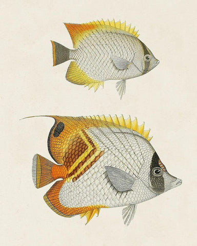 Yellow And Grey Fish I Black Ornate Wood Framed Art Print with Double Matting by Unknown