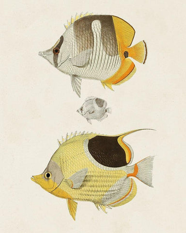 Yellow And Grey Fish II White Modern Wood Framed Art Print with Double Matting by Unknown