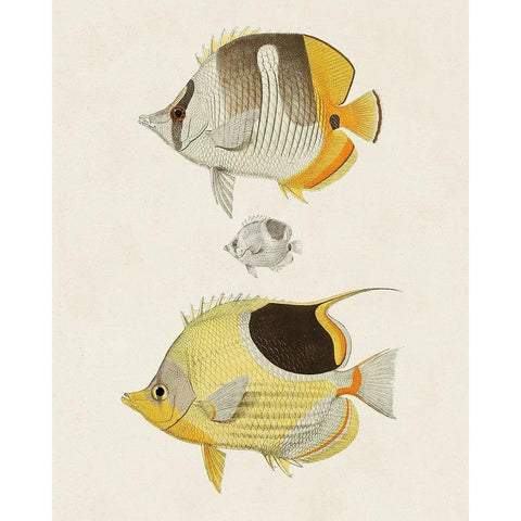 Yellow And Grey Fish II Gold Ornate Wood Framed Art Print with Double Matting by Unknown