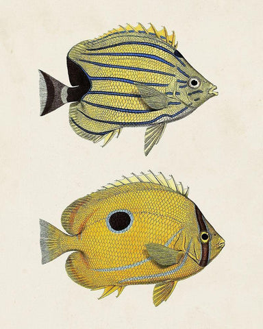 Yellow And Grey Fish III Black Ornate Wood Framed Art Print with Double Matting by Unknown