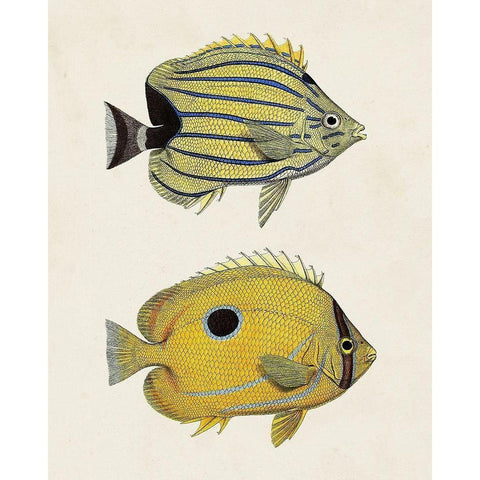 Yellow And Grey Fish III Black Modern Wood Framed Art Print with Double Matting by Unknown