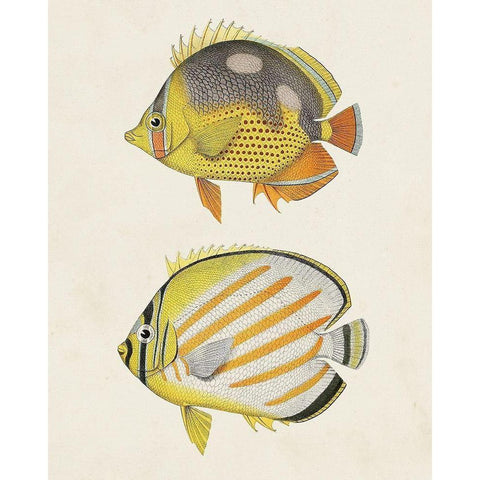 Yellow And Grey Fish IV White Modern Wood Framed Art Print by Unknown