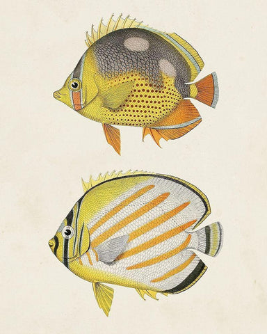 Yellow And Grey Fish IV White Modern Wood Framed Art Print with Double Matting by Unknown