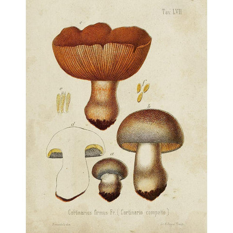 Mushroom Varieties I Gold Ornate Wood Framed Art Print with Double Matting by Unknown