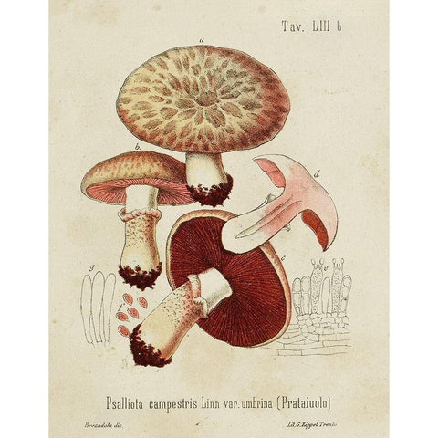 Mushroom Varieties II Gold Ornate Wood Framed Art Print with Double Matting by Unknown