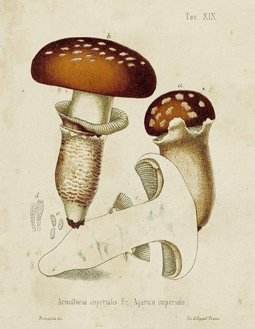 Mushroom Varieties III Black Ornate Wood Framed Art Print with Double Matting by Unknown