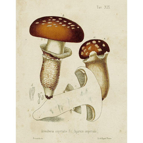 Mushroom Varieties III White Modern Wood Framed Art Print by Unknown