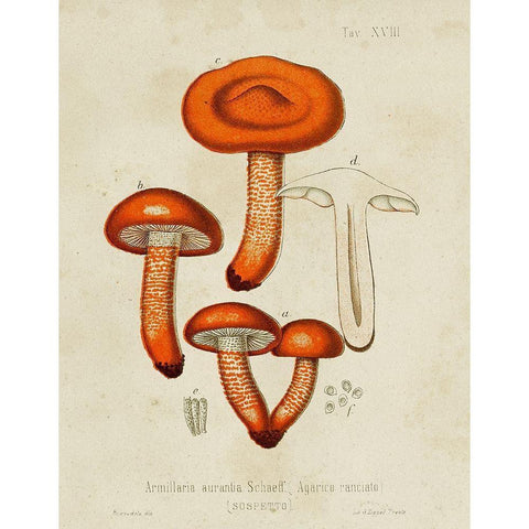 Mushroom Varieties IV Gold Ornate Wood Framed Art Print with Double Matting by Unknown