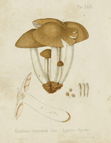 Mushroom Varieties V Black Ornate Wood Framed Art Print with Double Matting by Unknown