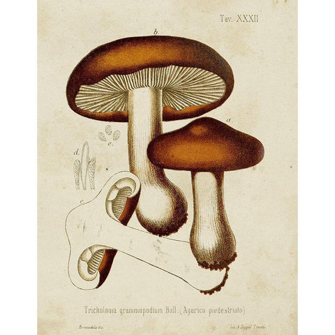 Mushroom Varieties VI Black Modern Wood Framed Art Print by Unknown