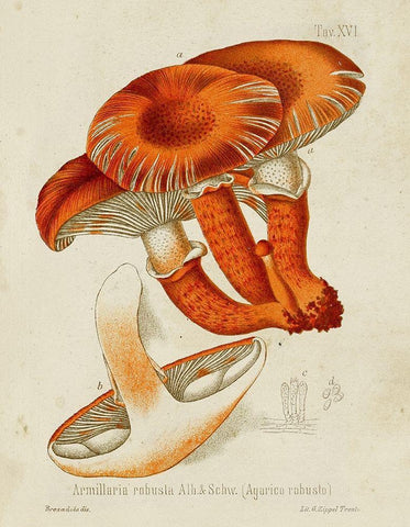 Mushroom Varieties VII White Modern Wood Framed Art Print with Double Matting by Unknown