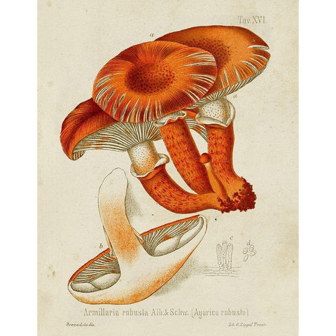 Mushroom Varieties VII Black Modern Wood Framed Art Print with Double Matting by Unknown