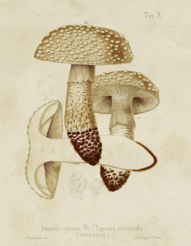 Mushroom Varieties VIII Black Ornate Wood Framed Art Print with Double Matting by Unknown